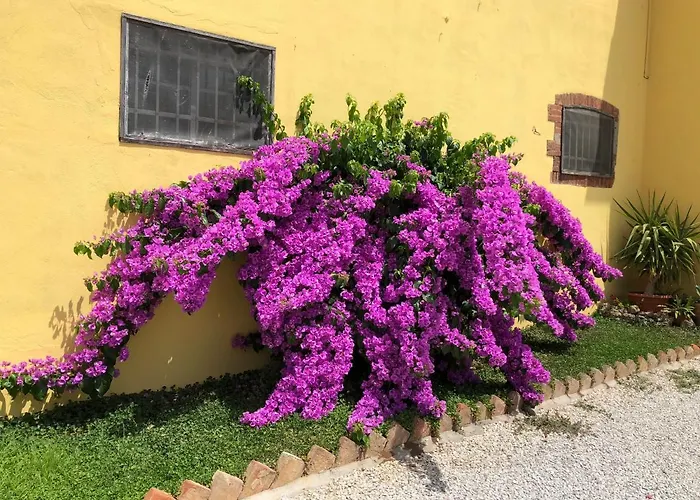 La Nana Gialla Riotorto