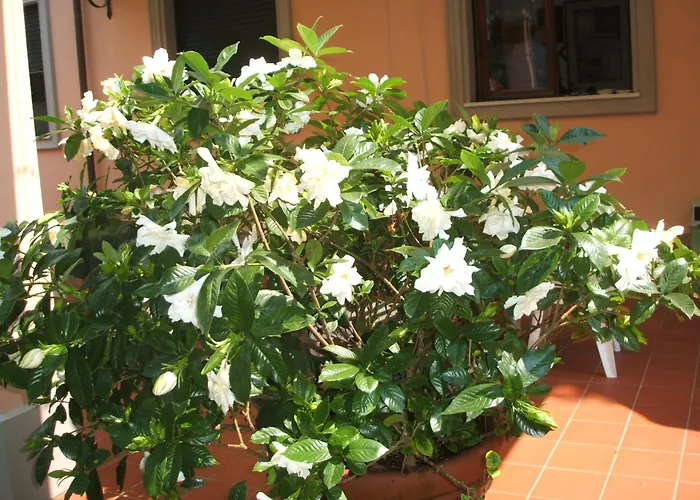 Astor Victoria