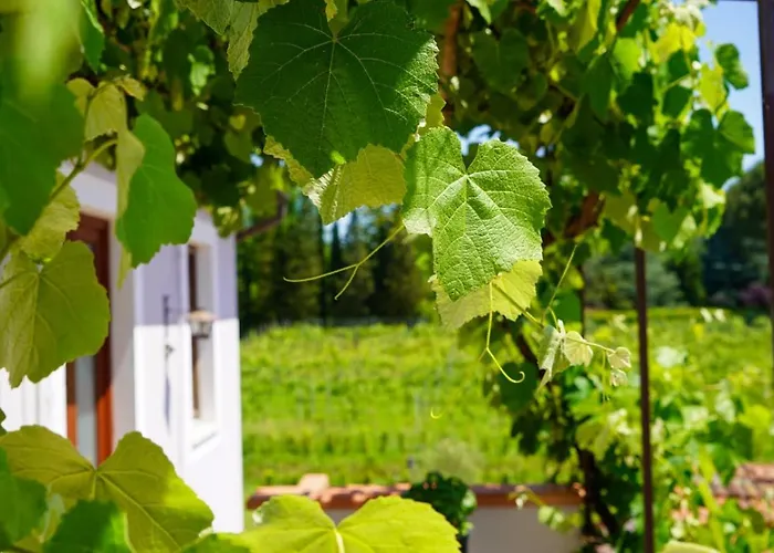 Bed and Breakfast Wine House Capannori